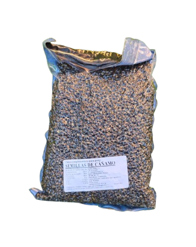 Hanf Quality Seeds