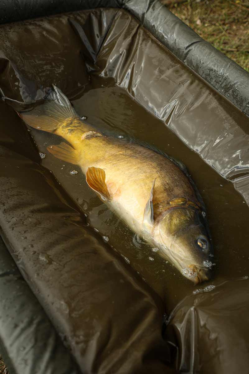 Krippe Fox Karpfenmeister