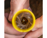 Beutelherstellungssystem pva Avid Carp