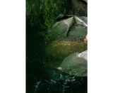 Saco de pesaje Korum Camo Compact - Tienda Carpfishing