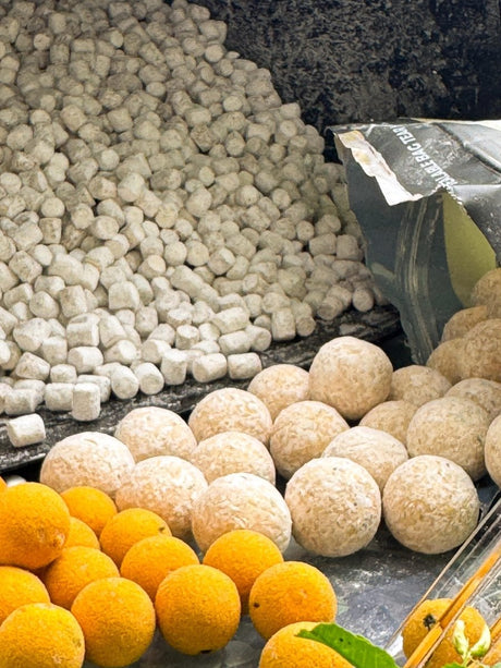 Session Pack Pro Elite Baits Gold Sweet Dreams Special Edition White - Tienda Carpfishing